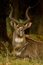 nyala